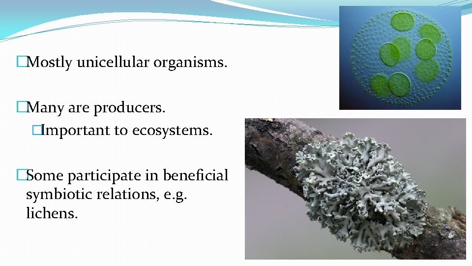 �Mostly unicellular organisms. �Many are producers. �Important to ecosystems. �Some participate in beneficial symbiotic �Mostly unicellular organisms. �Many are producers. �Important to ecosystems. �Some participate in beneficial symbiotic