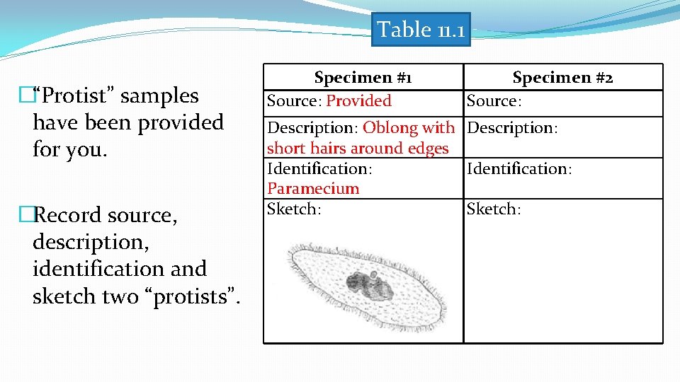 Table 11. 1 �“Protist” samples have been provided for you. �Record source, description, identification Table 11. 1 �“Protist” samples have been provided for you. �Record source, description, identification