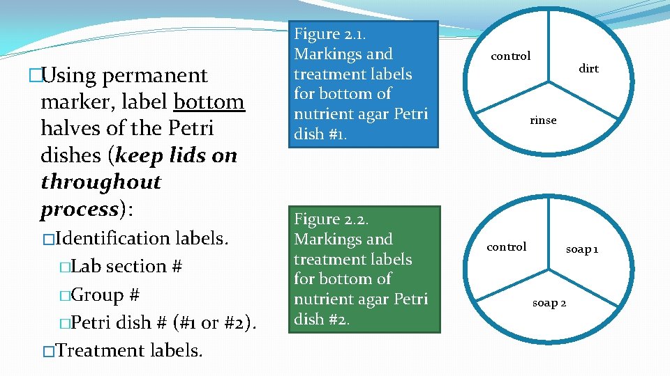 �Using permanent marker, label bottom halves of the Petri dishes (keep lids on throughout �Using permanent marker, label bottom halves of the Petri dishes (keep lids on throughout