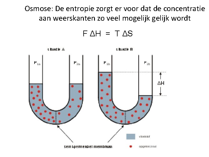 Osmose: De entropie zorgt er voor dat de concentratie aan weerskanten zo veel mogelijk