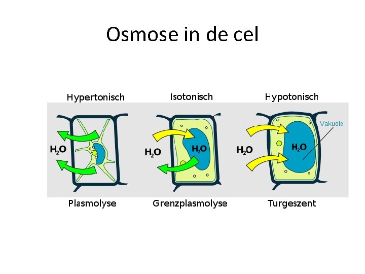 Osmose in de cel 