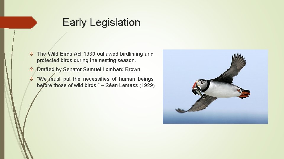 Early Legislation The Wild Birds Act 1930 outlawed birdliming and protected birds during the Early Legislation The Wild Birds Act 1930 outlawed birdliming and protected birds during the