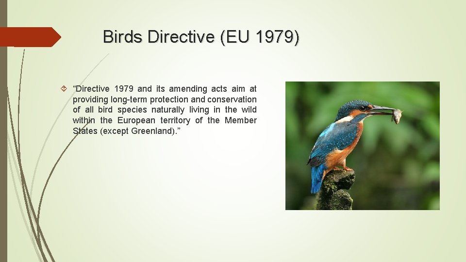 Birds Directive (EU 1979) “Directive 1979 and its amending acts aim at providing long-term Birds Directive (EU 1979) “Directive 1979 and its amending acts aim at providing long-term
