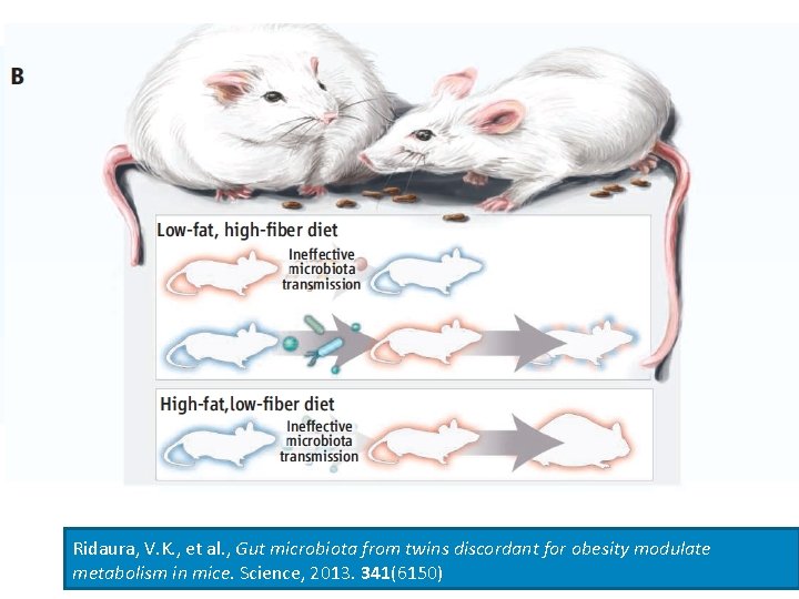 Ridaura, V. K. , et al. , Gut microbiota from twins discordant for obesity