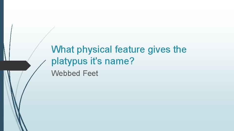 What physical feature gives the platypus it's name? Webbed Feet 