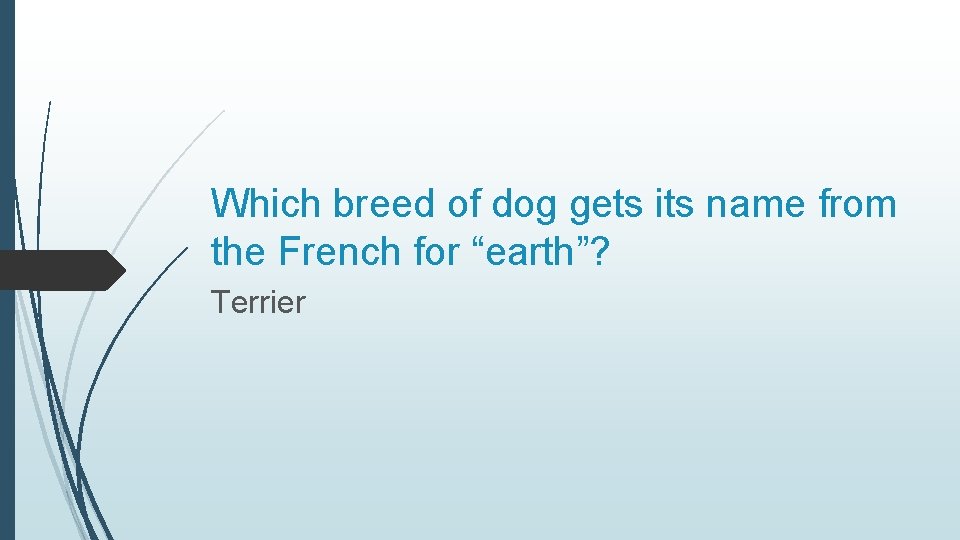 Which breed of dog gets its name from the French for “earth”? Terrier 
