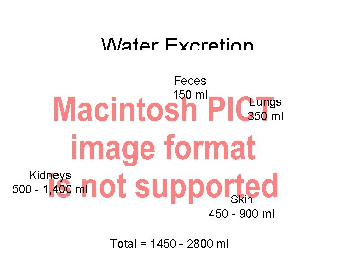 Water Excretion Feces 150 ml Kidneys 500 - 1, 400 ml Lungs 350 ml Water Excretion Feces 150 ml Kidneys 500 - 1, 400 ml Lungs 350 ml