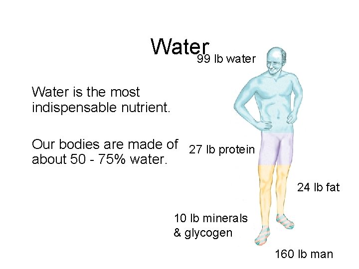 Water 99 lb water Water is the most indispensable nutrient. Our bodies are made Water 99 lb water Water is the most indispensable nutrient. Our bodies are made
