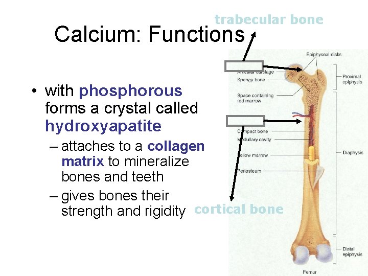 trabecular bone Calcium: Functions • with phosphorous forms a crystal called hydroxyapatite – attaches trabecular bone Calcium: Functions • with phosphorous forms a crystal called hydroxyapatite – attaches