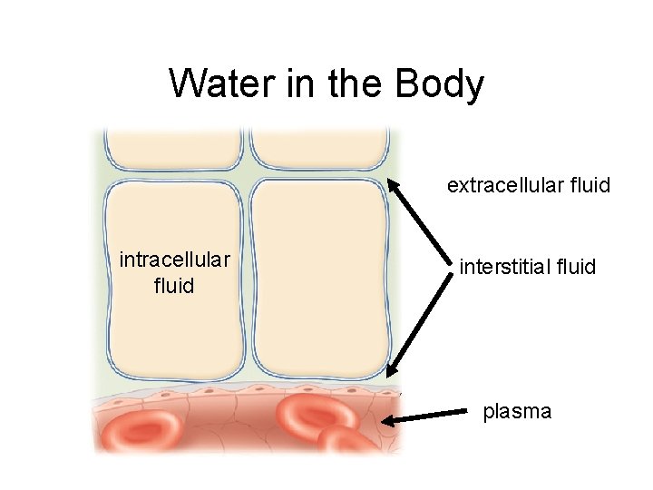 Water in the Body extracellular fluid interstitial fluid plasma Water in the Body extracellular fluid interstitial fluid plasma