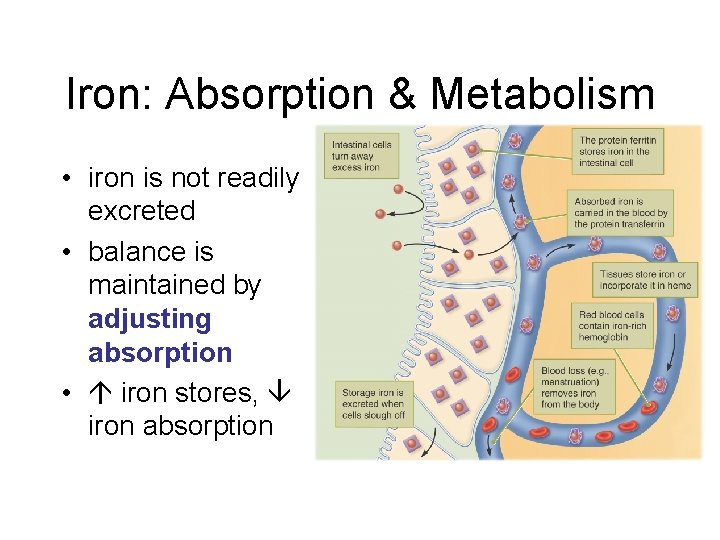 Iron: Absorption & Metabolism • iron is not readily excreted • balance is maintained Iron: Absorption & Metabolism • iron is not readily excreted • balance is maintained