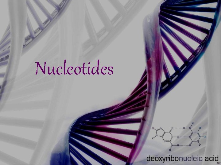 Nucleotides 