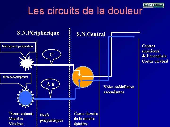 Les circuits de la douleur S. N. Périphérique S. N. Central Centres supérieurs de Les circuits de la douleur S. N. Périphérique S. N. Central Centres supérieurs de