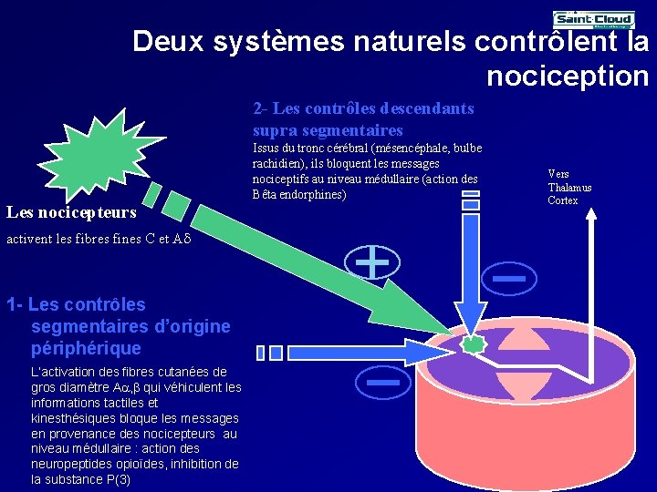 Deux systèmes naturels contrôlent la nociception 2 - Les contrôles descendants supra segmentaires Issus Deux systèmes naturels contrôlent la nociception 2 - Les contrôles descendants supra segmentaires Issus
