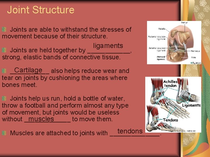 Joint Structure Joints are able to withstand the stresses of movement because of their