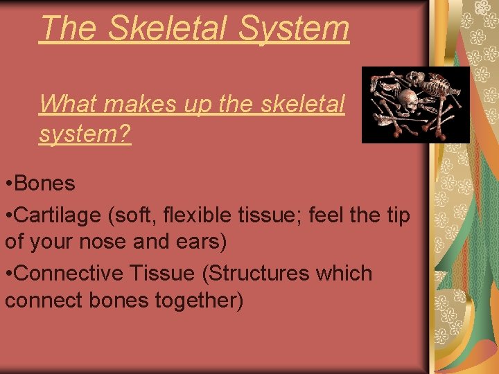The Skeletal System What makes up the skeletal system? • Bones • Cartilage (soft,