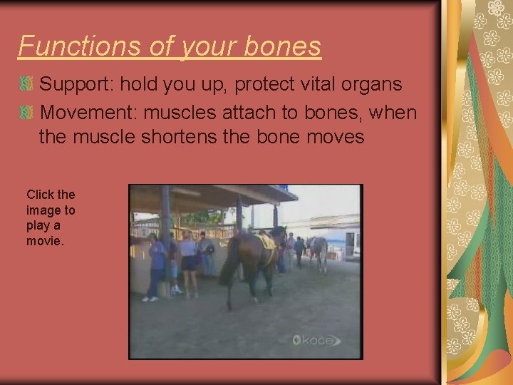 Functions of your bones Support: hold you up, protect vital organs Movement: muscles attach