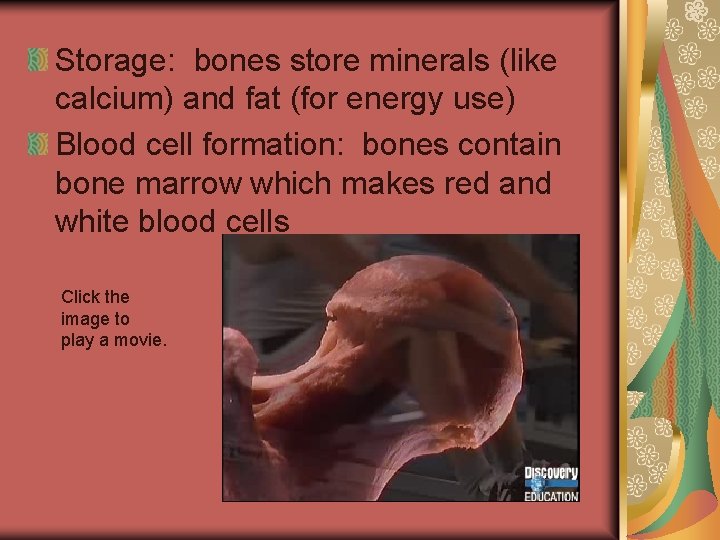 Storage: bones store minerals (like calcium) and fat (for energy use) Blood cell formation: