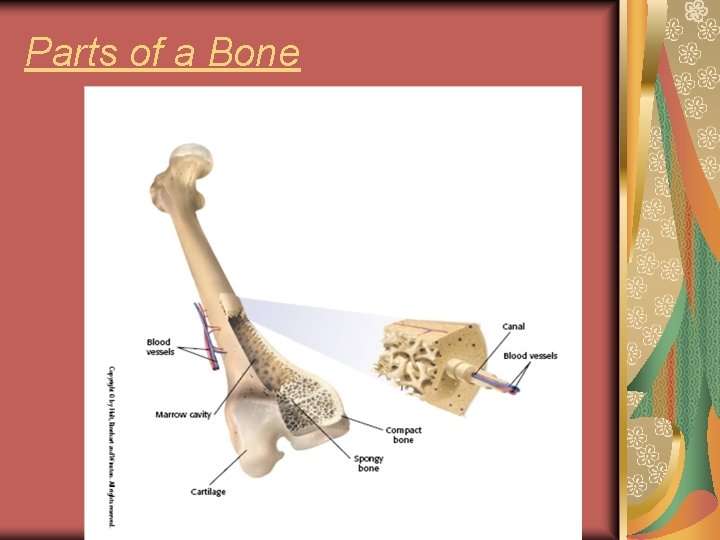 Parts of a Bone 