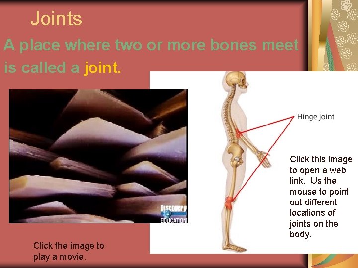 Joints A place where two or more bones meet is called a joint. Click
