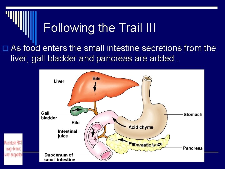 Following the Trail III o As food enters the small intestine secretions from the Following the Trail III o As food enters the small intestine secretions from the
