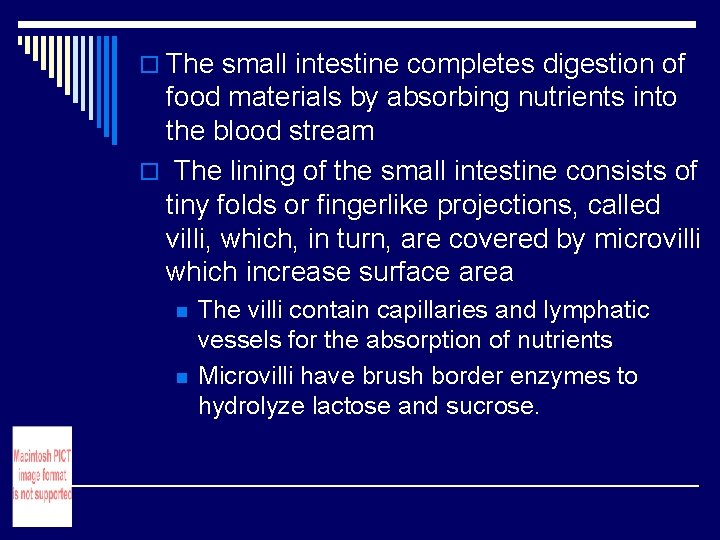 o The small intestine completes digestion of food materials by absorbing nutrients into the o The small intestine completes digestion of food materials by absorbing nutrients into the