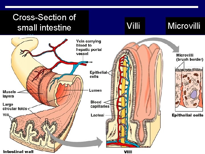 Cross-Section of small intestine Villi Microvilli Cross-Section of small intestine Villi Microvilli