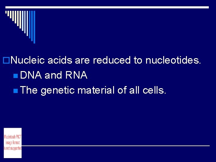 o. Nucleic acids are reduced to nucleotides. n DNA and RNA n The genetic o. Nucleic acids are reduced to nucleotides. n DNA and RNA n The genetic