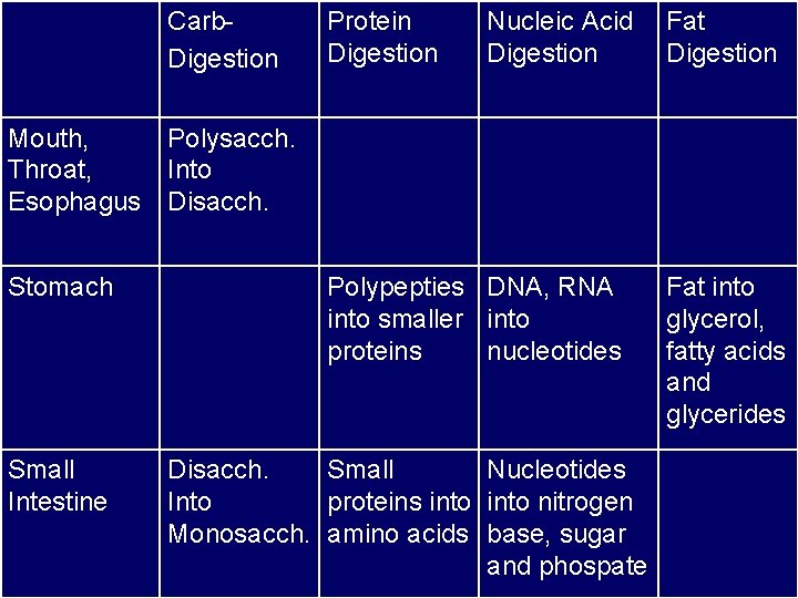 Carb. Digestion Protein Digestion Nucleic Acid Digestion Fat Digestion Mouth, Polysacch. Throat, Into Esophagus Carb. Digestion Protein Digestion Nucleic Acid Digestion Fat Digestion Mouth, Polysacch. Throat, Into Esophagus