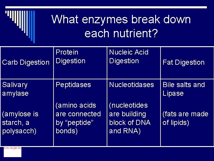 What enzymes break down each nutrient? Protein Carb Digestion Nucleic Acid Digestion Salivary amylase What enzymes break down each nutrient? Protein Carb Digestion Nucleic Acid Digestion Salivary amylase