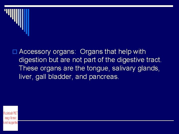 o Accessory organs: Organs that help with digestion but are not part of the o Accessory organs: Organs that help with digestion but are not part of the