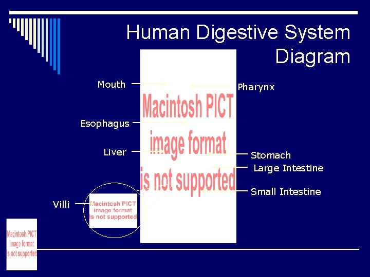 Human Digestive System Diagram Mouth Pharynx Esophagus Liver Stomach Large Intestine Small Intestine Villi Human Digestive System Diagram Mouth Pharynx Esophagus Liver Stomach Large Intestine Small Intestine Villi
