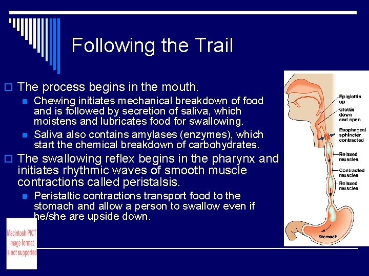 Following the Trail o The process begins in the mouth. n Chewing initiates mechanical Following the Trail o The process begins in the mouth. n Chewing initiates mechanical