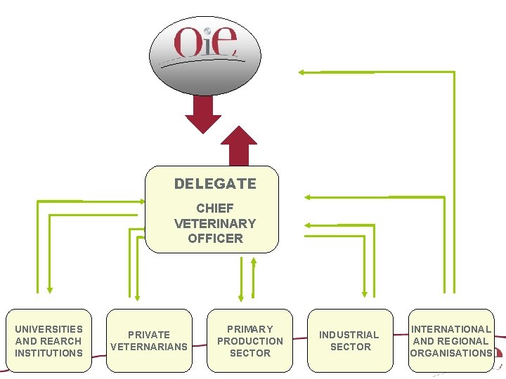 NATIONAL STRUCTURE FOR THE ANALYSIS OF OIE STANDARDS DELEGATE CHIEF VETERINARY OFFICER UNIVERSITIES AND