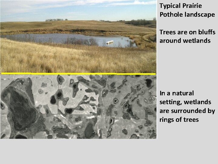 Typical Prairie Pothole landscape Trees are on bluffs around wetlands In a natural setting,