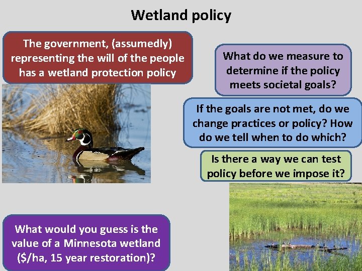 Wetland policy The government, (assumedly) representing the will of the people has a wetland