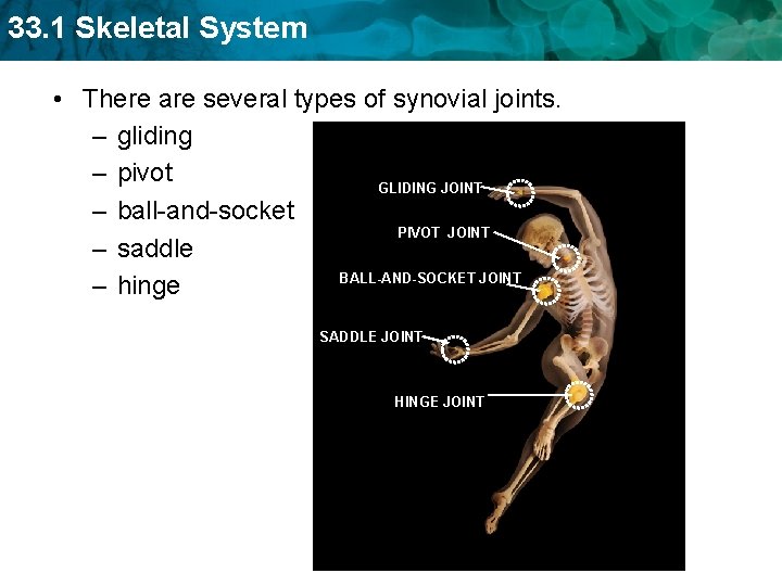 33. 1 Skeletal System • There are several types of synovial joints. – gliding