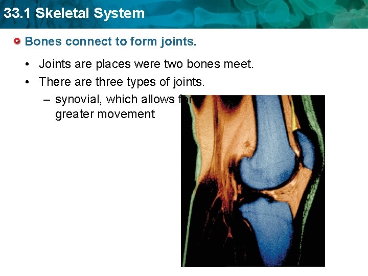 33. 1 Skeletal System Bones connect to form joints. • Joints are places were