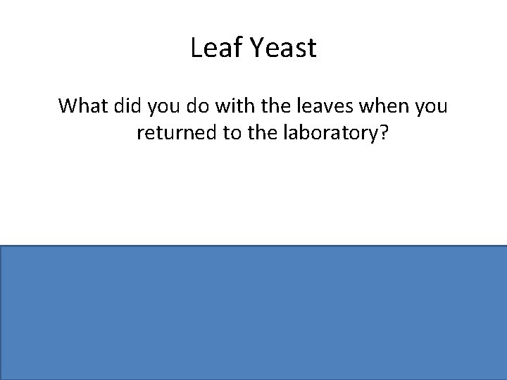 Leaf Yeast What did you do with the leaves when you returned to the