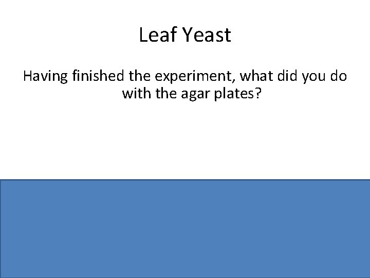 Leaf Yeast Having finished the experiment, what did you do with the agar plates?