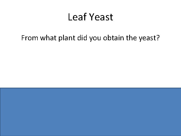 Leaf Yeast From what plant did you obtain the yeast? Ash / Sycamore /