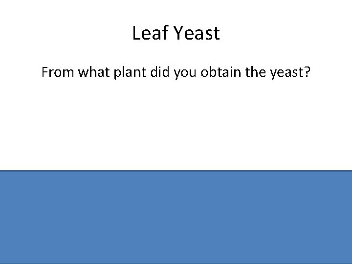 Leaf Yeast From what plant did you obtain the yeast? Ash / Sycamore /