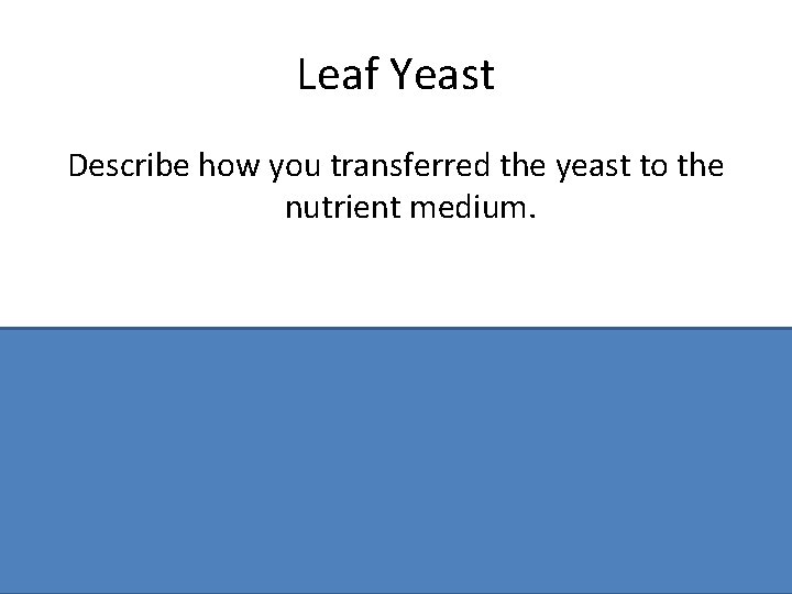 Leaf Yeast Describe how you transferred the yeast to the nutrient medium. Flamed forceps/