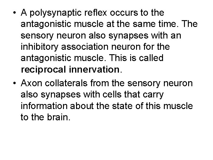  • A polysynaptic reflex occurs to the antagonistic muscle at the same time.