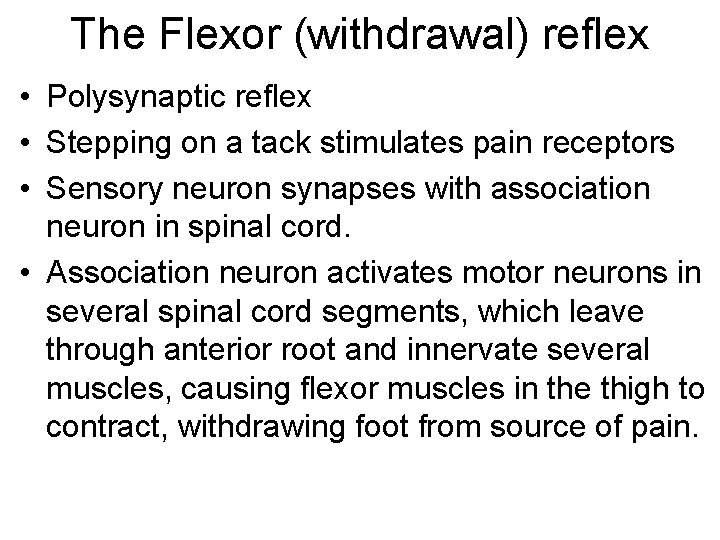 The Flexor (withdrawal) reflex • Polysynaptic reflex • Stepping on a tack stimulates pain