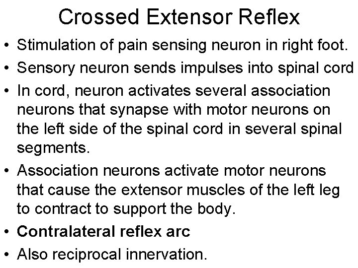 Crossed Extensor Reflex • Stimulation of pain sensing neuron in right foot. • Sensory