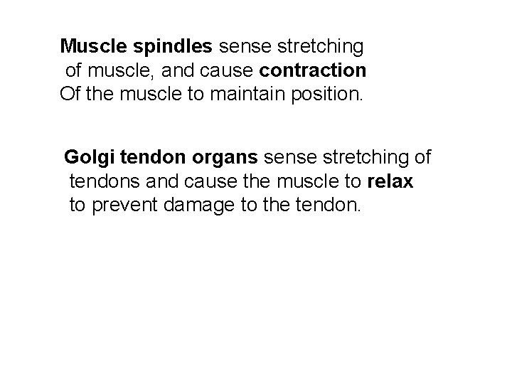 Muscle spindles sense stretching of muscle, and cause contraction Of the muscle to maintain