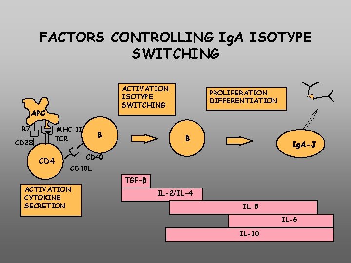 FACTORS CONTROLLING Ig. A ISOTYPE SWITCHING ACTIVATION ISOTYPE SWITCHING APC B 7 MHC II