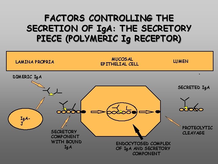 FACTORS CONTROLLING THE SECRETION OF Ig. A: THE SECRETORY PIECE (POLYMERIC Ig RECEPTOR) LAMINA