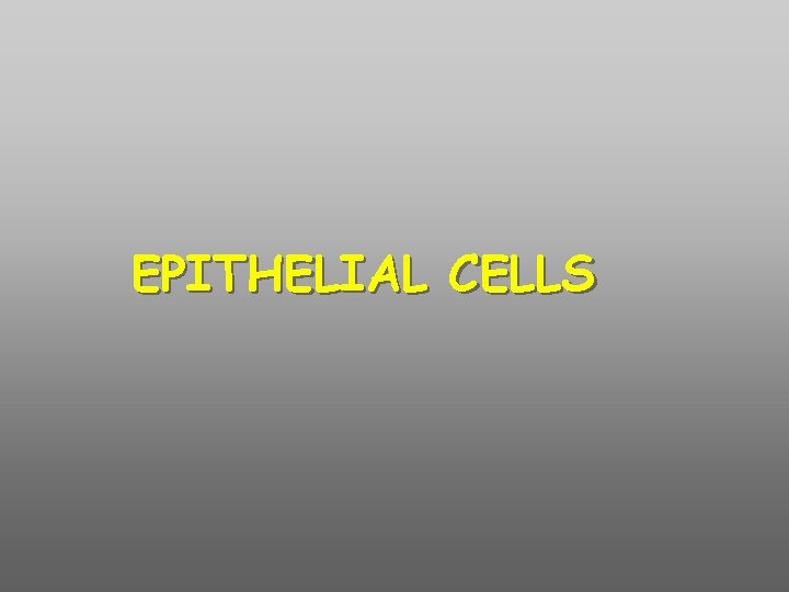 EPITHELIAL CELLS 